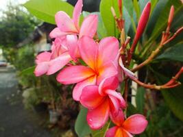 schön Rosa Frangipani Blume oder Plumeria Blühen beim botanisch Garten mit frisch Regentropfen auf Es. tropisch Spa Blume. foto