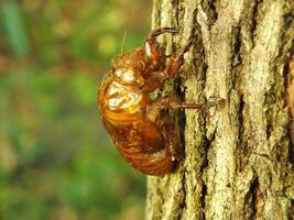 Häuten Zikade auf ein Baum. Zikaden Leben Zyklus im Natur Wald. Insekt Larve foto