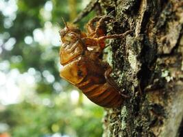 Häuten Zikade auf ein Baum. Zikaden Leben Zyklus im Natur Wald. Insekt Larve foto
