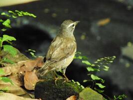 Augenbrauen Soor Vogel oder Turdus verdunkelt oder Augenbrauen Soor, Weiß brauen Soor, dunkel Soor. ein schön Vogel von Sibirien. es ist stark wandernd, Überwinterung Süd zu China und Süd-Ost Asien. foto