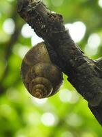 natürlich Schönheit von Schnecken Leben im das Wald oder Garten foto