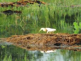 ardeola Speziosa, oder bekannt wie das Javan Teich Reiher, ist ein waten Vogel von das Reiher Familie, von Süd-Ost Asien, im Speziellen Indonesien. Sie häufig gefunden im flach frisch und Salz- Wasser Feuchtgebiete foto