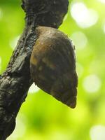 natürlich Schönheit von Schnecken Leben im das Wald oder Garten foto