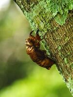 Häuten Zikade auf ein Baum. Zikaden Leben Zyklus im Natur Wald. Insekt Larve foto