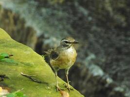 Augenbrauen Soor Vogel oder Turdus verdunkelt oder Augenbrauen Soor, Weiß brauen Soor, dunkel Soor. ein schön Vogel von Sibirien. es ist stark wandernd, Überwinterung Süd zu China und Süd-Ost Asien. foto