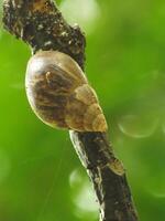 natürlich Schönheit von Schnecken Leben im das Wald oder Garten foto