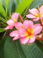 schön Rosa Frangipani Blume oder Plumeria Blühen beim botanisch Garten mit frisch Regentropfen auf Es. tropisch Spa Blume. foto