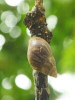 natürlich Schönheit von Schnecken Leben im das Wald oder Garten foto