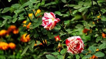 schön Blühen Blume im Garten foto