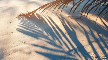 Sommer- und Urlaub Konzept mit tropisch Kokosnuss Blatt Schatten auf Strand Sand. foto