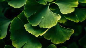 diese Nahansicht Schuss Vitrinen das beschwingt Grün Blätter von ein Ginkgo biloba Baum foto