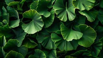 diese Nahansicht Schuss Vitrinen das beschwingt Grün Blätter von ein Ginkgo biloba Baum foto