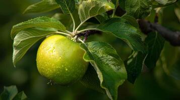 Grün Blatt Apfel Obst foto