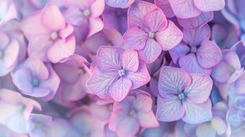 schließen oben von Licht lila Spitzenkappe Hortensie Blumen Hintergrund Hintergrund foto