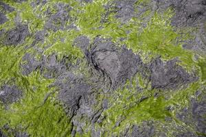Nahaufnahme von Algen wachsen am felsigen Ufer und bei Ebbe sichtbar. selektiver Fokus. foto