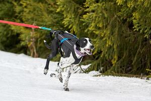 Laufender Vorstehhund auf Schlittenhunderennen foto