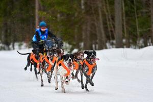 Schlittenhunderennen im Winter foto