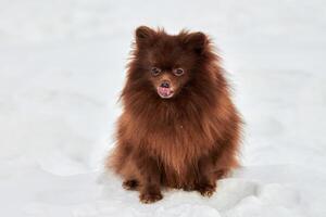 glücklicher pommerscher Spitzhund beim Winterwandern im Freien in voller Größe Porträt süßer Schokoladenspitz foto
