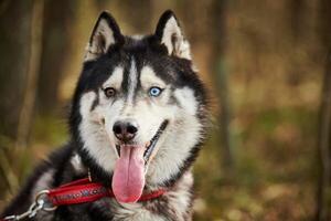 sibirisch heiser Hund Porträt mit Blau Augen und grau Mantel Farbe, süß Schlitten Hund Rasse foto