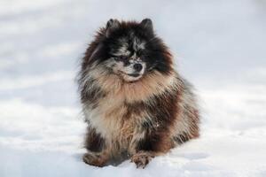 pommerschen Spitz Hund Sitzung auf Schnee voll Größe Winter Porträt, süß schwarz Marmor bräunen Spitz Hündchen foto