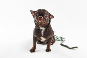 kurz behaart braun Chihuahua Hund mit Leine isoliert auf Weiß Hintergrund süß bezaubernd Chihuahua Hund foto