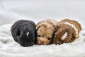 drei wenig Chihuahua Welpen Lügen auf Sanft Weiß Stoff, süß schläfrig braun und schwarz Hunde Rasse foto