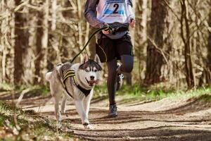 Laufen sibirisch heiser Schlitten Hund im Geschirr ziehen Mann auf Herbst Wald Land Straße foto