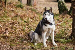 sibirisch heiser Hund Sitzung auf Wald Gras, voll Größe heiser Hund Porträt mit Blau Augen foto