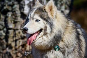 siberian husky hundeprofilporträt mit schwarz grau weißer mantelfarbe, niedliche schlittenhunderasse foto