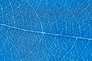 Makroblatttextur blau gefärbt mit schöner Relieffaktur der Pflanze, Nahaufnahme Makrofoto foto