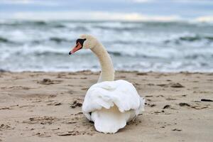 Weißer Höckerschwan sitzt am Sandstrand und hört Ostsee foto