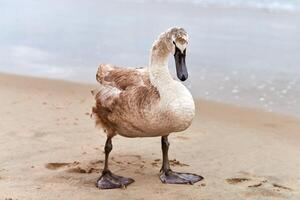 Junger brauner Schwan, der an der Ostsee spazieren geht, Nahaufnahme foto