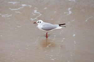 Lachmöwe an Küste, Sand und Wasser foto