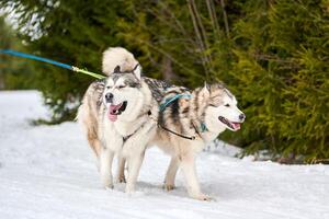 Laufender Husky-Hund auf Schlittenhunderennen foto