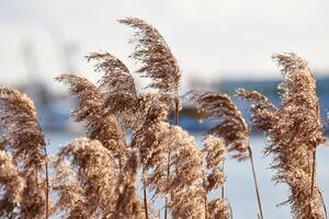 trockene Schilfhalme am Ufer des Flusses, industrieller Hintergrund foto