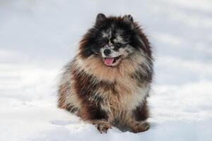 pommerschen Spitz Hund Sitzung auf Schnee voll Größe Winter Porträt, süß schwarz Marmor bräunen Spitz Hündchen foto