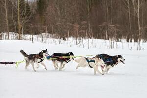 Laufender Husky-Hund auf Schlittenhunderennen foto