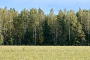 Grüner Wald mit Gras auf der Wiese foto