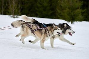 Laufender Husky-Hund auf Schlittenhunderennen foto