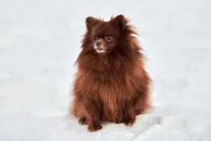 glücklicher pommerscher Spitzhund beim Winterwandern im Freien in voller Größe Porträt süßer Schokoladenspitz foto