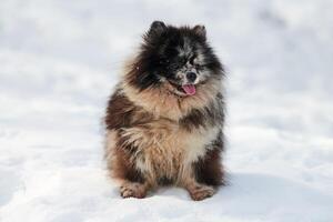 pommerschen Spitz Hund Sitzung auf Schnee voll Größe Winter Porträt, süß schwarz Marmor bräunen Spitz Hündchen foto