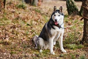 sibirisch heiser Hund Sitzung auf Wald Gras, voll Größe heiser Hund Porträt mit Blau Augen foto