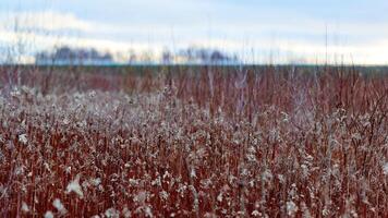 Pflanzenfeld mit roten Stielen und weißen Blüten, ländlich foto