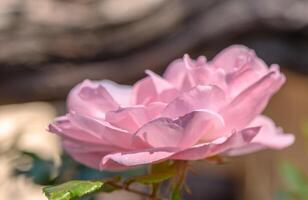 Rosa Rose auf das Straße im Winter im Zypern 1 foto