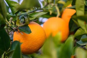 ein Orange Baum im das Orange Obstgarten beim das Finale Ernte von jeder Staffel 4 foto