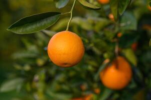 ein Orange Baum im das Orange Obstgarten beim das Finale Ernte von jeder Staffel 7 foto