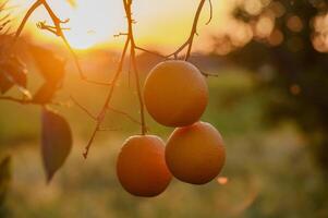 ein Ast mit natürlich Orangen auf ein verschwommen Hintergrund von ein Orange Obstgarten beim golden Stunde 1 foto