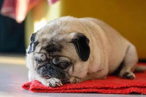 Senior Mops ruhen beim Zuhause foto