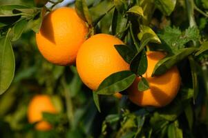 Strauß von reif Orangen hängend auf ein Baum, Zypern, gaziveren 7 foto