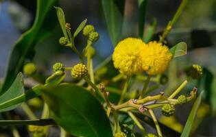 das Anfang von Mimose blühen im Zypern 5 foto